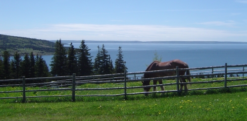 Horse at Highland Village Museum, Iona, Nova Scotia