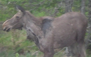 Fundy Moose 